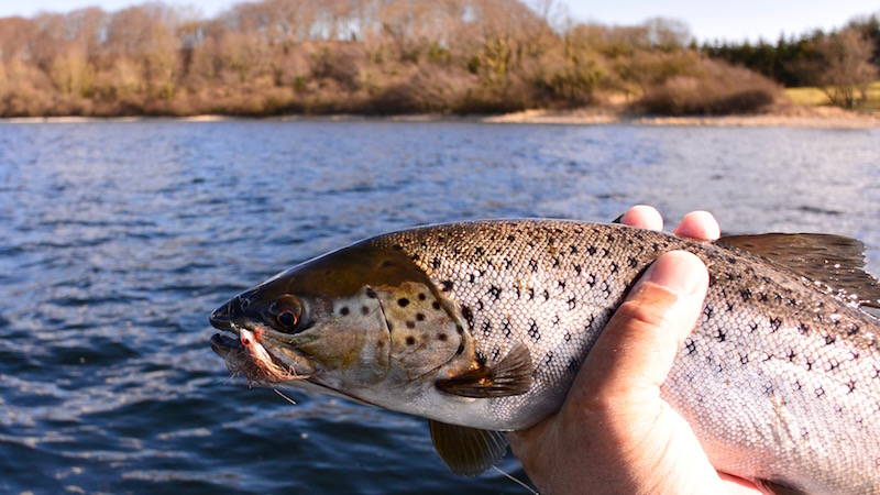 160323_mariager_trout.jpg