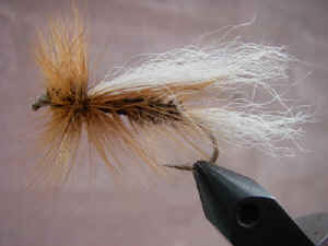 dryseatrout1.jpg