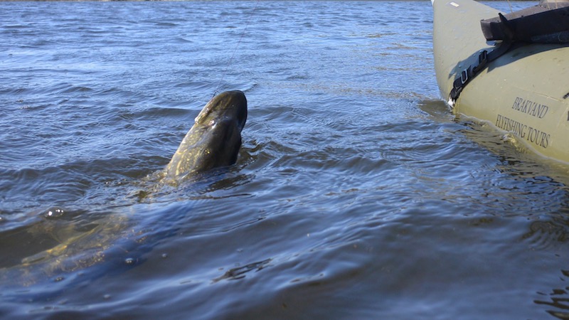Pike Season