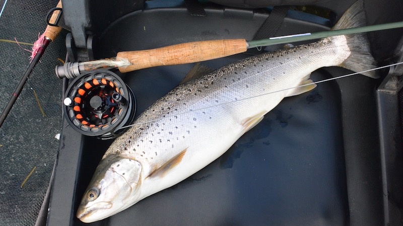 Seatrout Season