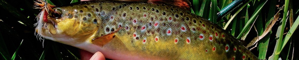1000_200_browntrout.jpg