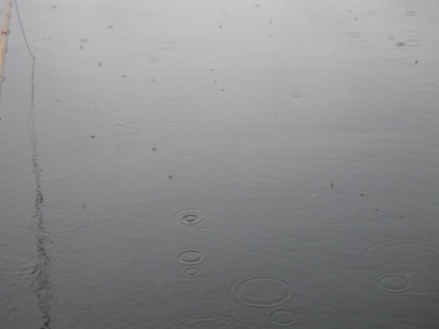 201028_dognfluer_klaekning