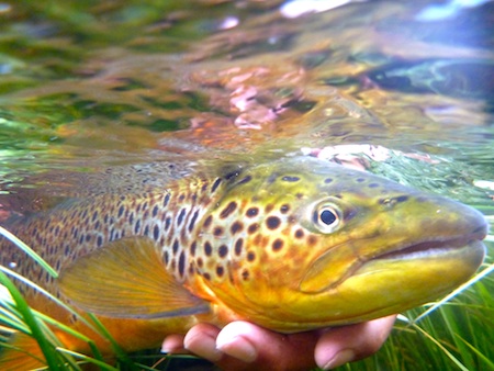 110712_HL_release_orred