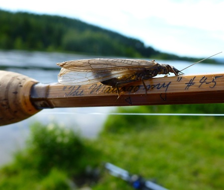 110714_slrvinge
