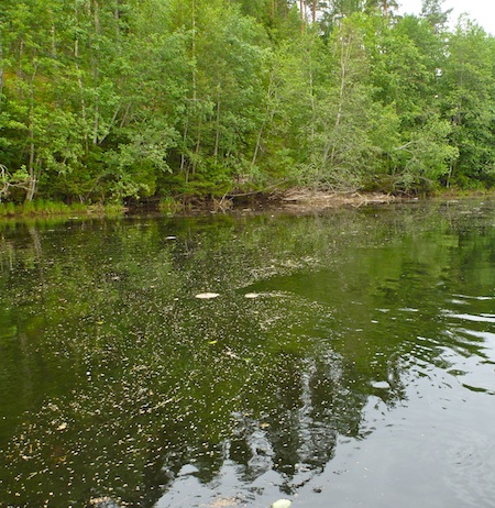 110715_massiv_klakning_varfluer