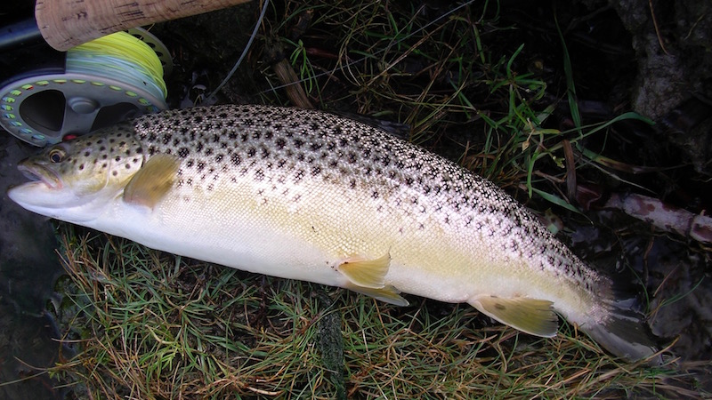 Glenstrup key trout