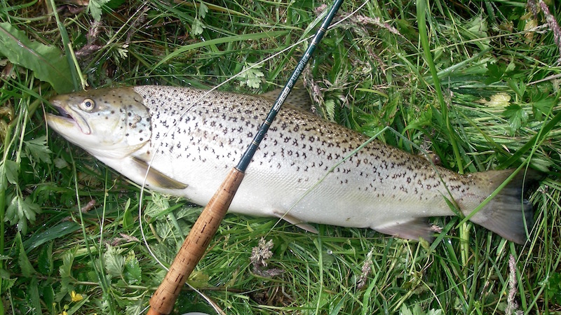 Glenstrup trout