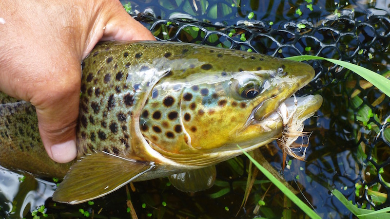 Havørred på tørflue Seatrout dryfly release