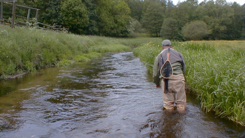 Vadefiskeri Seatrout dryfly wading