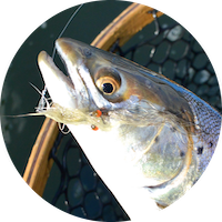 historiske fiseoplevelser