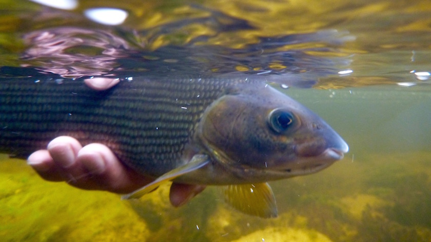 2015 Norge fisk fangst 840 473