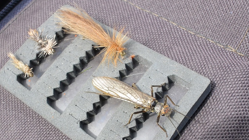 atraktor stonefly naturel