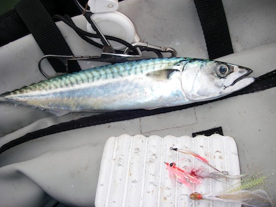 Makreller trækker og jager tæt under land!