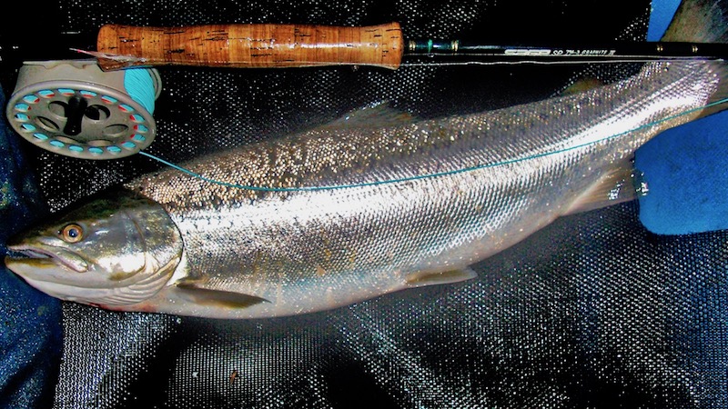 djursland begtrup seatrout