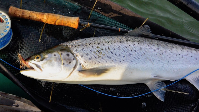 djursland fjellerup seatrout