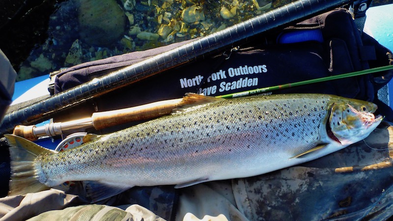 djursland gjerrild seatrout
