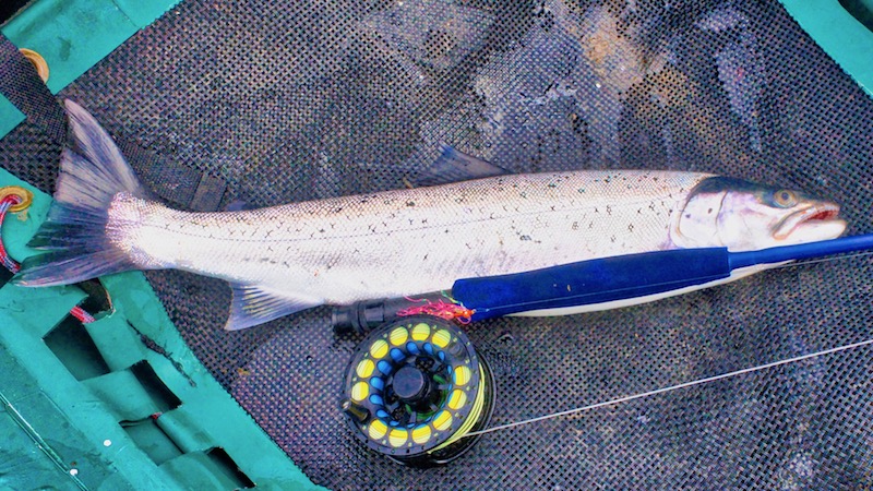 djursland sletterhage seatrout