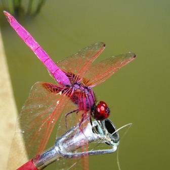 Thailand 2009 2009 excotic damsel