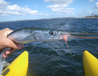 Årets første hornfisk