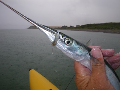 100801_hornfisk