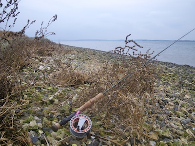 Stenrevet, Randers Fjord 101008_stenrev