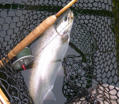 101020_regnbue_nelson_caddis