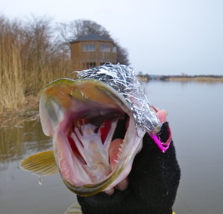 110206_gedde_gudenaa