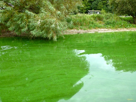 110917_glenstrup_alger