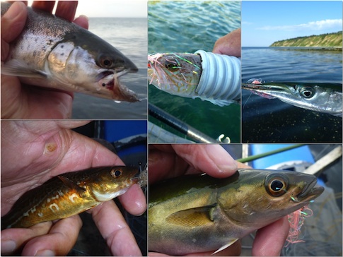Ørred, Fjæsing, Hornfisk, Torsk og Sej 130601 kobberhage1