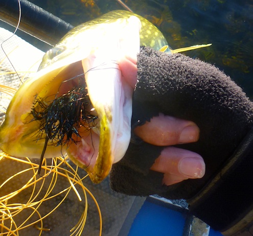 131018 puka bromolle1