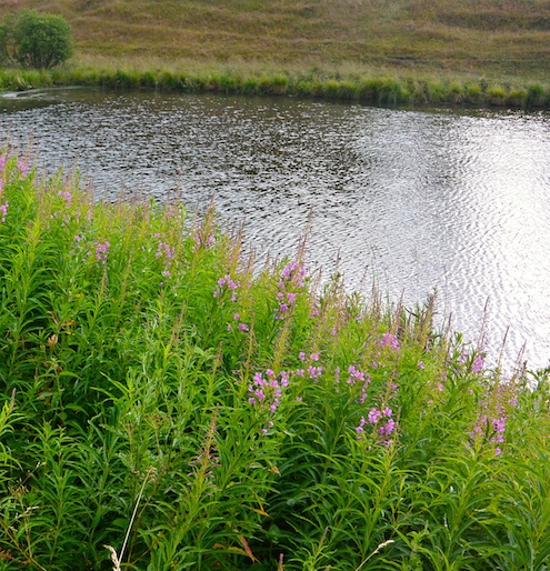 Mølledammen 140704 milldam2