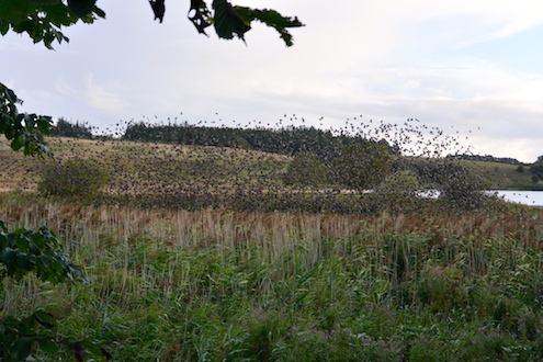 140824 glenstrup1