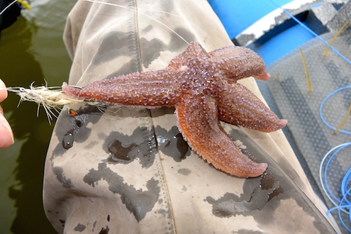 140829 toftom bjerge2