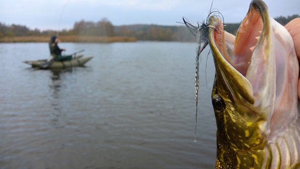 Pike on Fly 141108 tange1