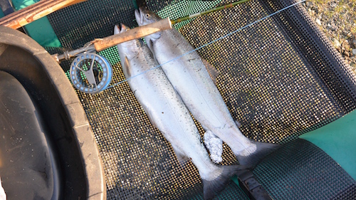 Havørreder 150104 esby 2orred