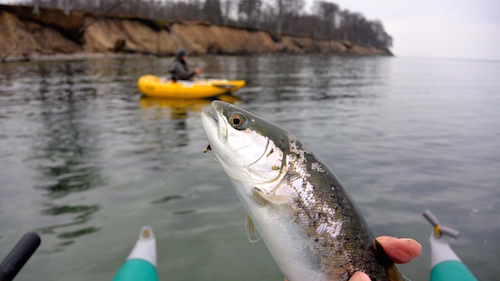 Ørred ved Bøgeskoven 150118 boegeskov fisk erik baggrund