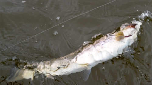 150320 voer kanaløen2