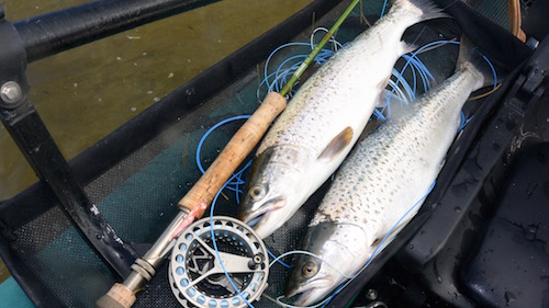 Ørreder 150426 udbyhoj to fisk