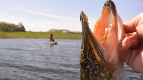 Pike on Fly 150503 glenstrup