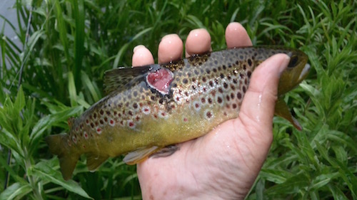 150605 gudenaa skrav bid orred