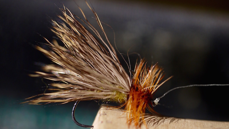 150710 rena nelson caddis