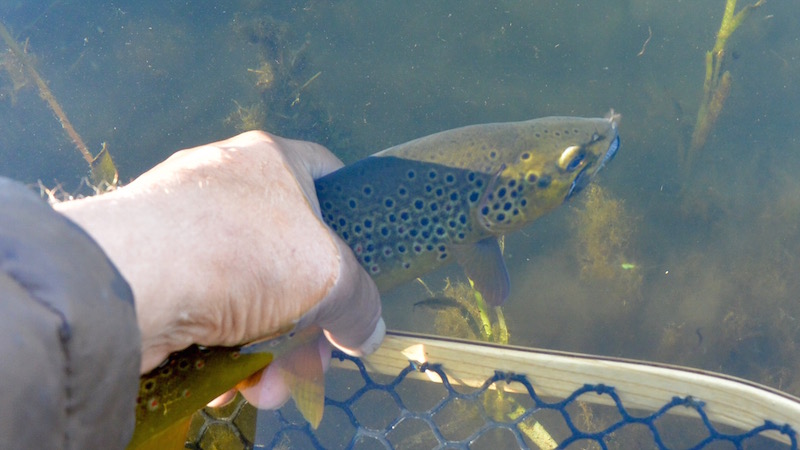 Bækørred 150723 milldam brown trout
