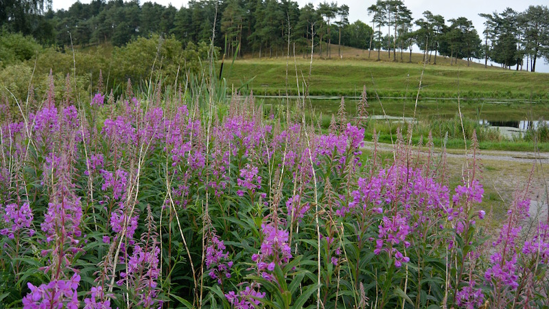 150728 milldam blomst