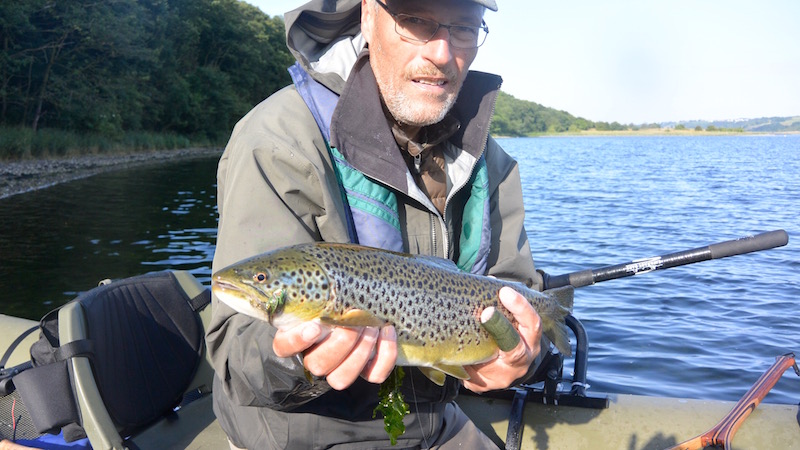 Fjordørred 150801 eagel bay hl trout