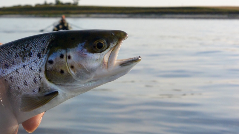 150807 karlby seatrout