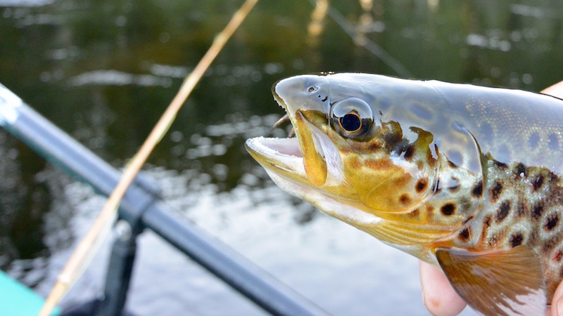 Ørred 150815 rena trout