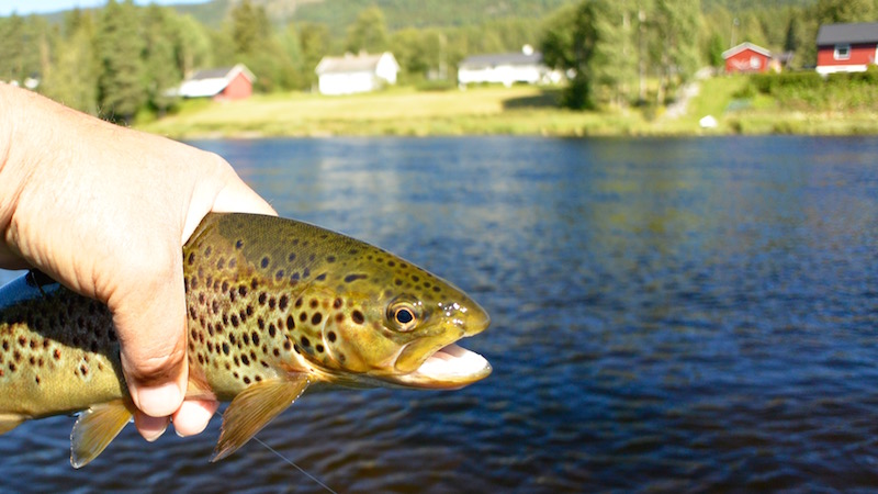 150818 rena deset trout