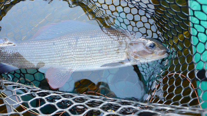 150819 deset grayling