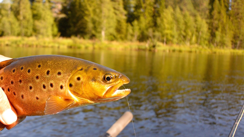 150819 deset trout
