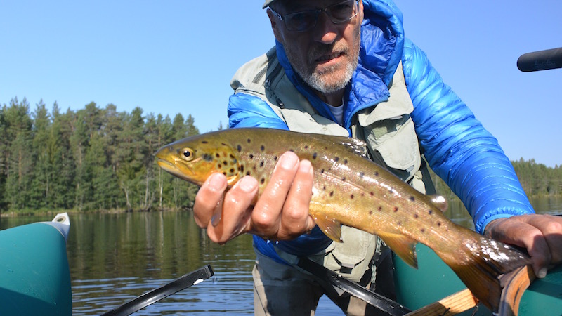 Rena ørred 150821 deset trout hl